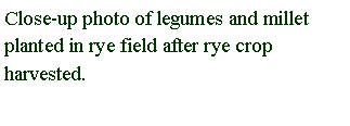 Text Box: Close-up photo of legumes and millet planted in rye field after rye crop harvested.