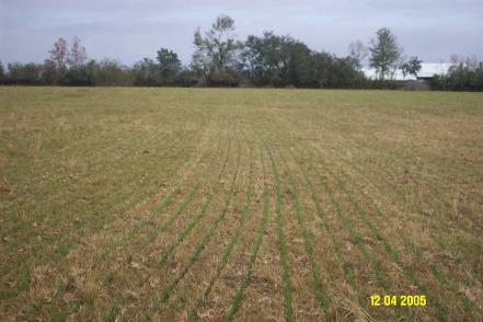 Hay barley field after 17 days of growth