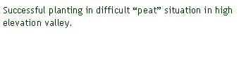 Text Box: Successful planting in difficult peat situation in high elevation valley. 