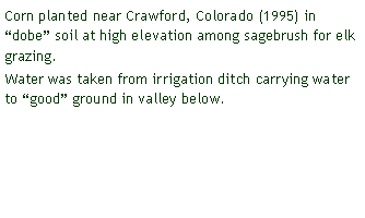 Text Box: Corn planted near Crawford, Colorado (1995) in dobe soil at high elevation among sagebrush for elk grazing.Water was taken from irrigation ditch carrying water to good ground in valley below.