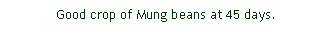 Text Box: Good crop of Mung beans at 45 days.