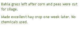 Text Box: Bahia grass left after corn and peas were cut for silage.Made excellent hay crop one week later. No chemicals used.